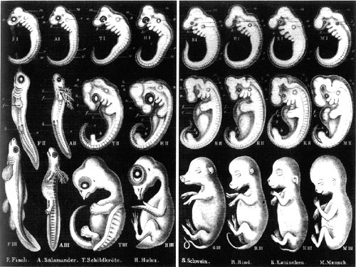 Graphic - Ernst Haeckel artist - 2